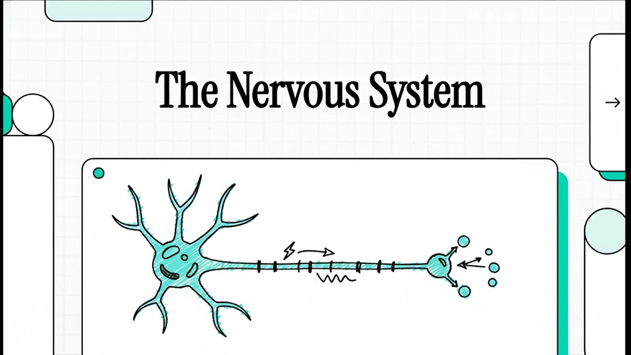 Lesson 1 (Modules 23): Structure of the Nervous System | Biology Grade 9 Advanced