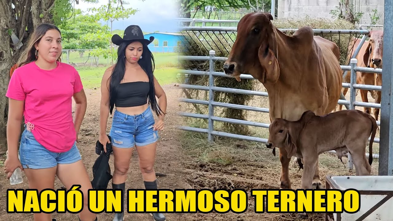 Ya nació el primer ternerito y así esta de hermoso.