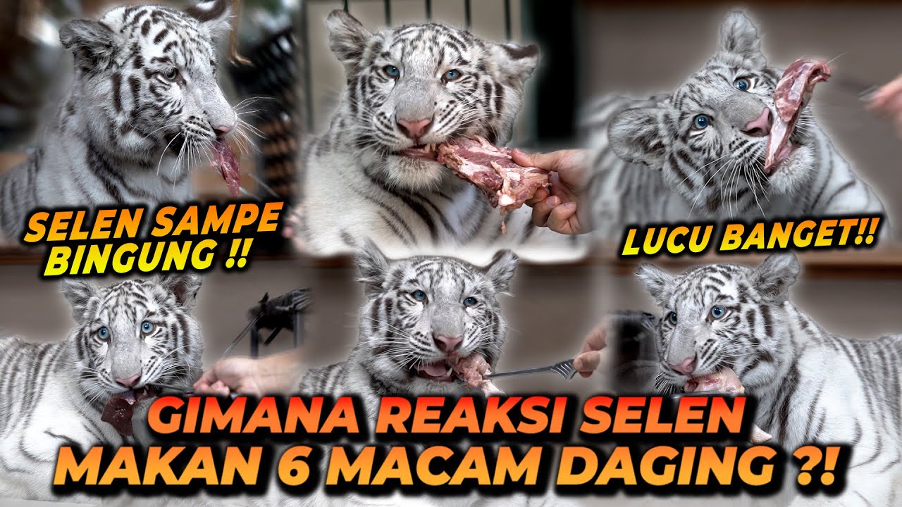 SELEN MENCOBA 6 JENIS MAKANAN ! REAKSINYA GEMESIN BANGET !!
