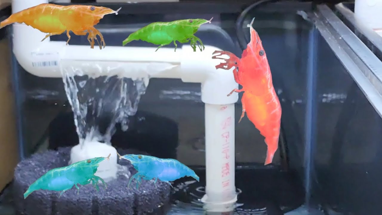 New Shrimp Tank Rack of Tanks - DIY Filter Testing and Substrate