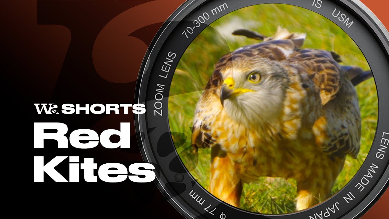 Red Kite Madness – Gigrin Farm Delivers