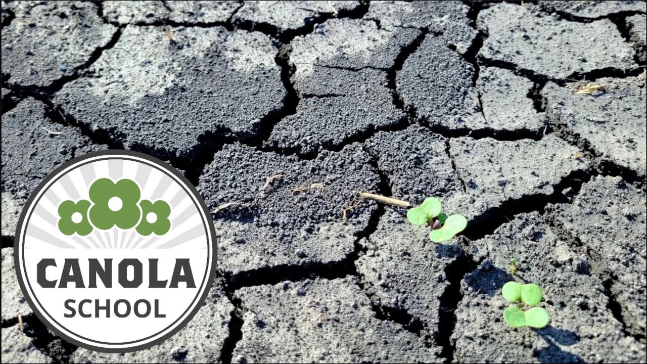 Canola School: Maximizing yield potential after a tough seeding season