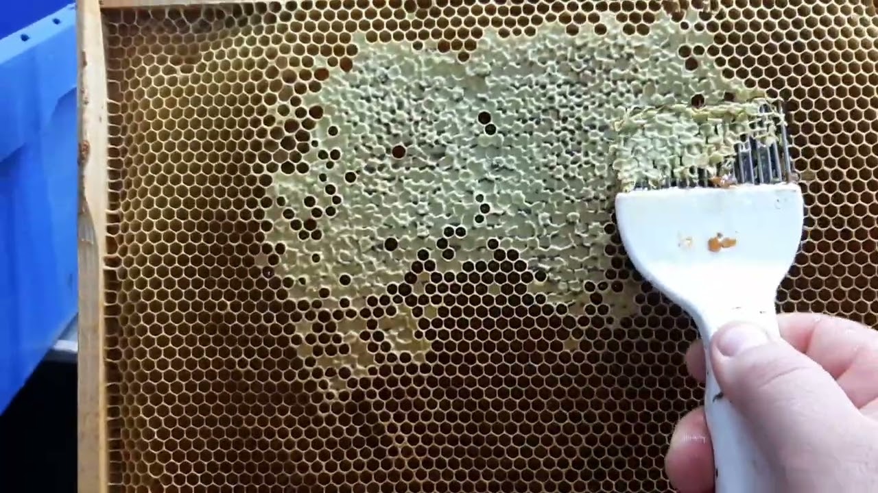 Vytáčanie slnečnicového medu 29.7.2025 #bee  #beekeeper  #honey  #kryo  #včely  #vcelareni  #api