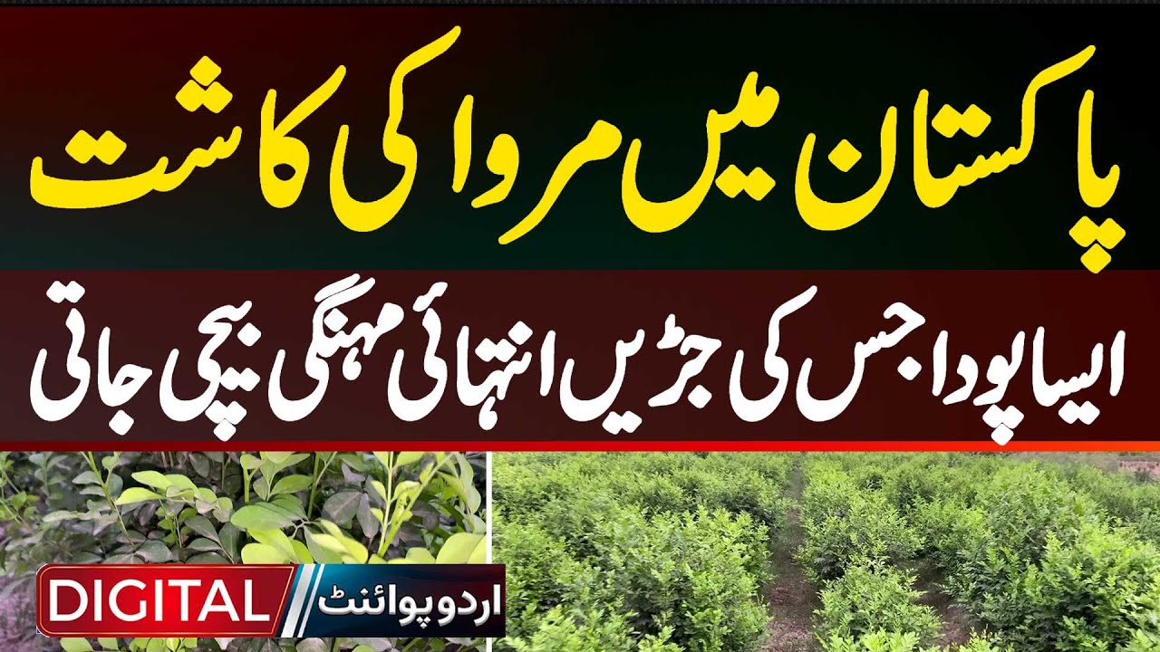 Marwa Cultivation in Pakistan - A Plant Whose Roots Are Sold Very Expensively