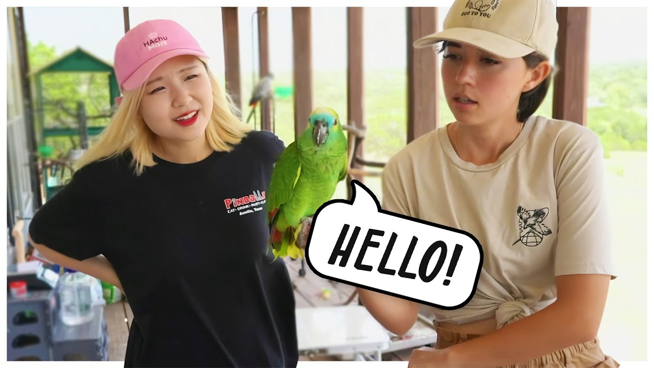 HAchubby interviewed animals! - PO Box Opening