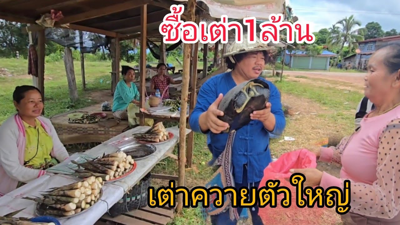 #เที่ยวลาว ตลาดน้อยๆข้างทางเจอเต่าควาย ซื้อตัวล่ะ1ล้าน #อาหารพื้นบ้าน #อาหารตามฤดูกาล #สปปลาว #ลาว