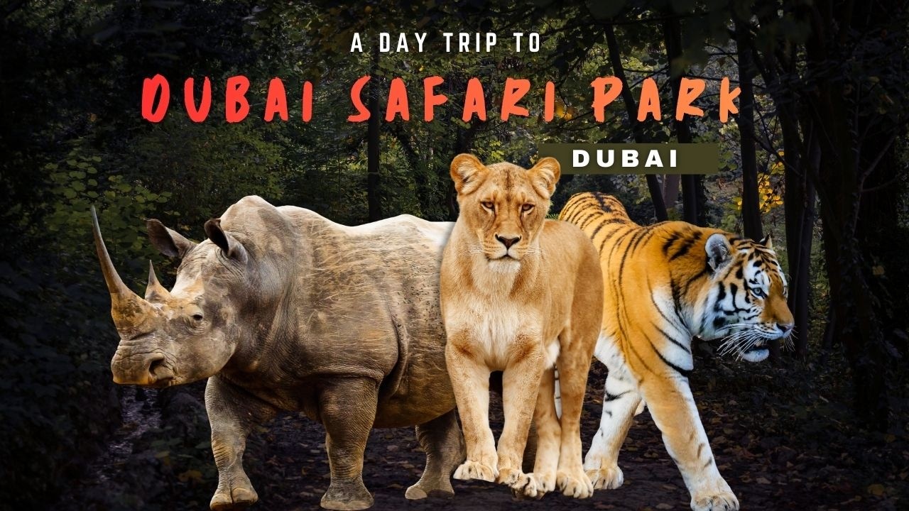 A Day Trip to Dubai Safari Park