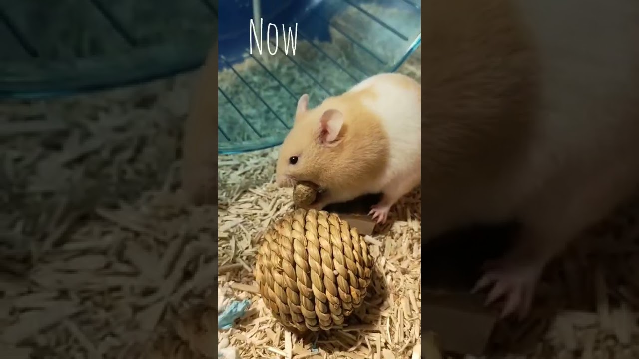 Watch Syrian Hamster Grow up in 10 Seconds! (Very Cute) 🥺💕