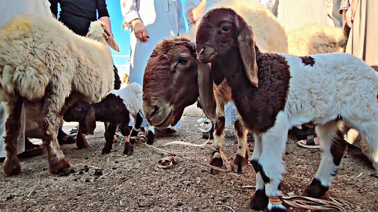 سوق السبت بازار الغنم بشمارون ٣_ ٨ ( ماعز جبلي/ غنم عشر/ خراف لحم/ فطايم )