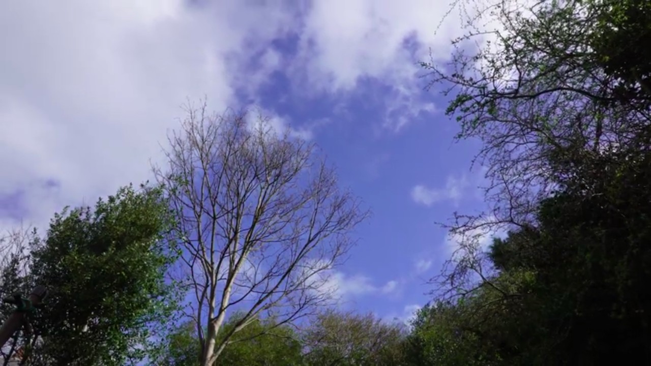 March sky in an English garden, nature sounds, windy weather, sky and bare tree view