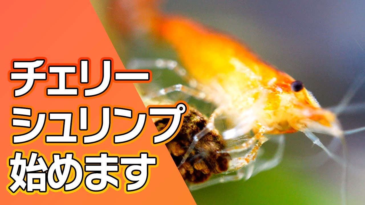 オレンジチェリーシュリンプの飼育始めます。交雑を避け単色飼育！ #アクアリウム #小型水槽 #エビ 【ビバアクア】