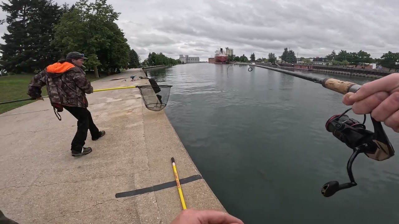 Chinook Salmon in the Owen Sound Harbour