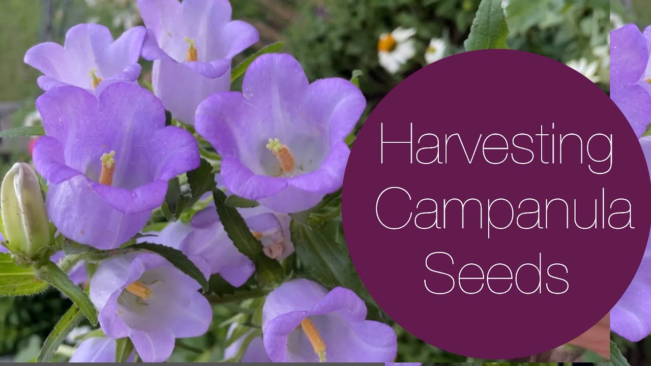 How to Harvest Campanula / Bellflower Seeds