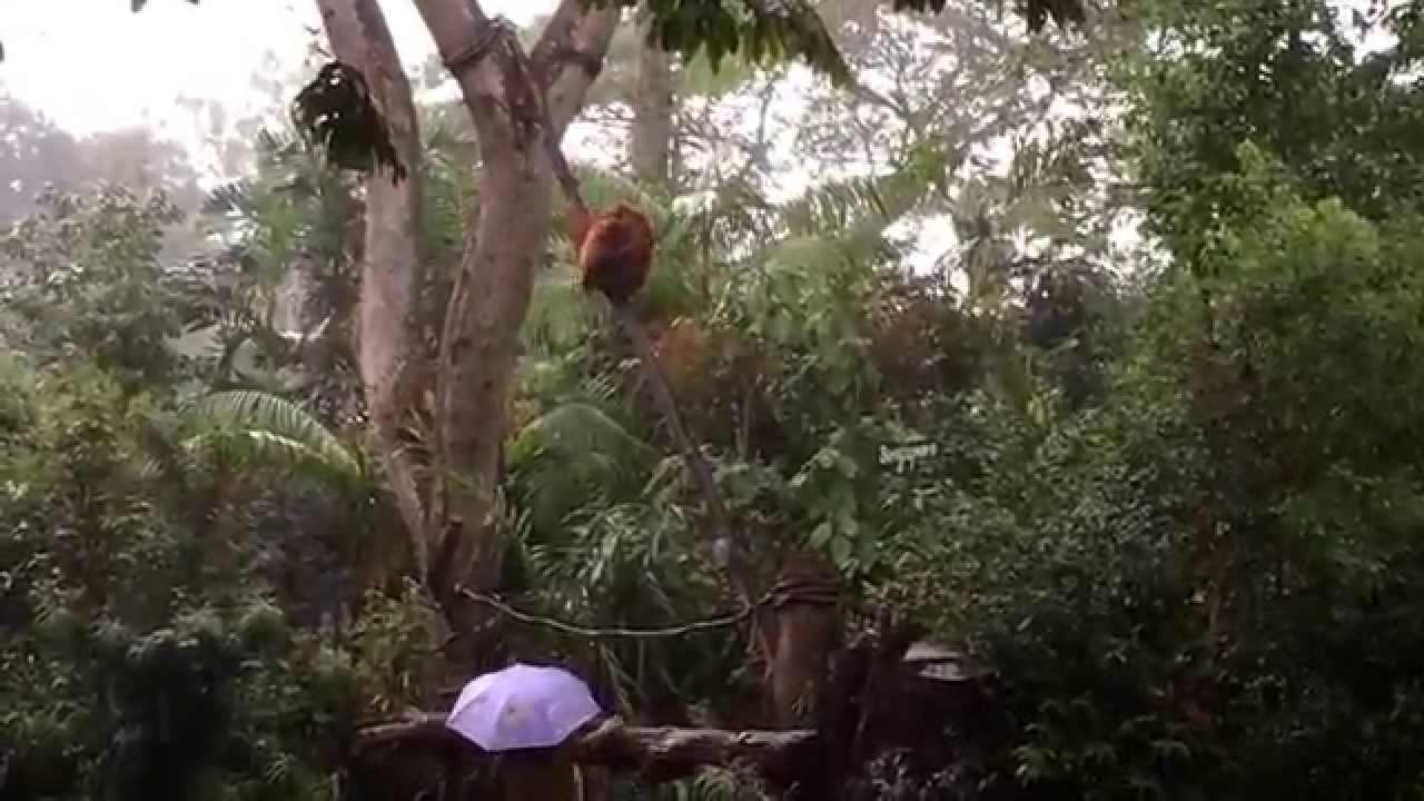 Orang Utan rescuing her baby in rain at Singapore Zoo