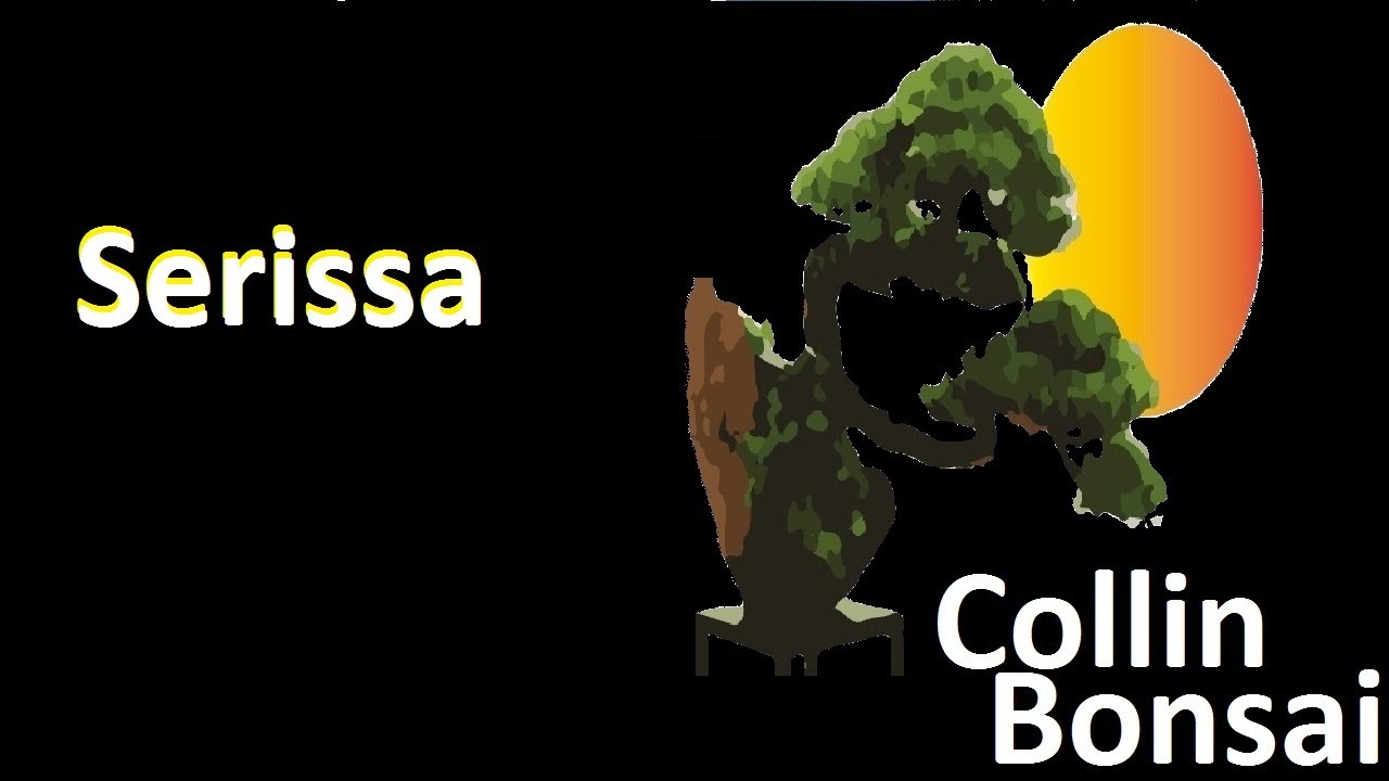 Como fazer bonsai de serissa - podas ( Bonsai )