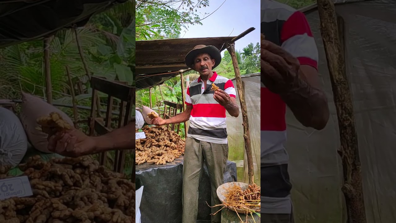 වගාවන් සදහා සුදුසු ඉගුරු බීජ...  #garden #agriculture #farming