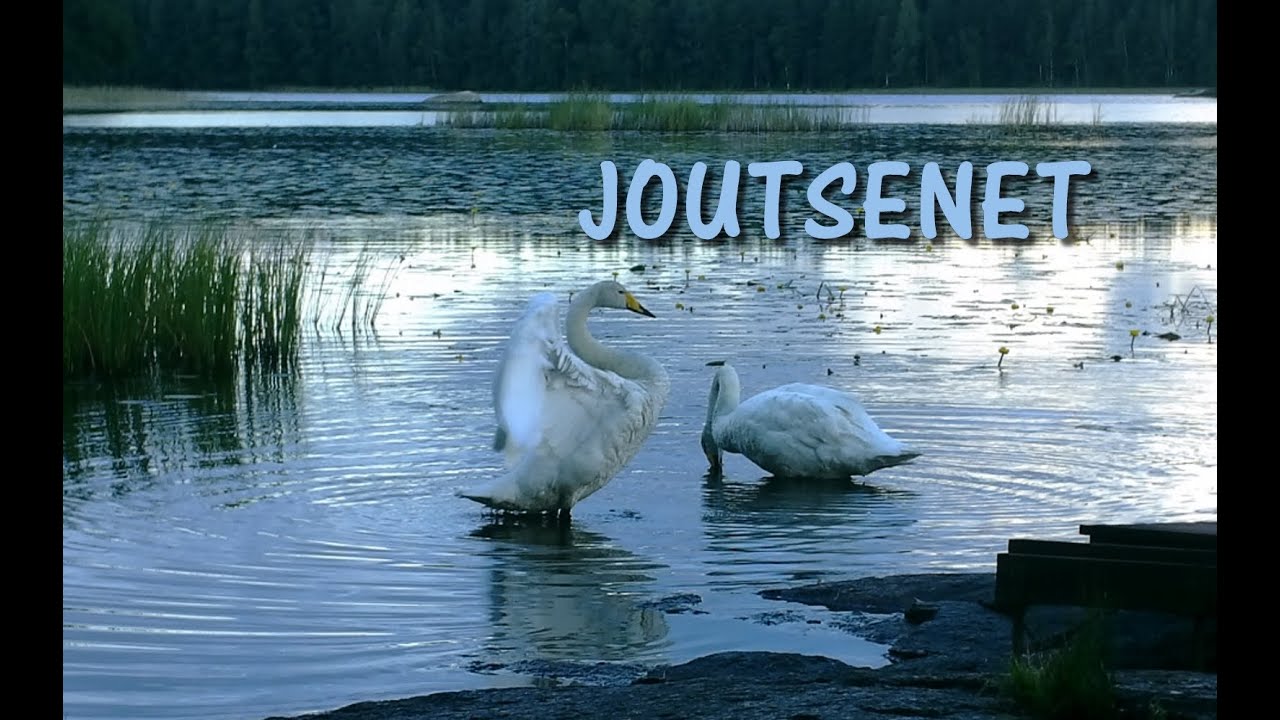 Joutsenet