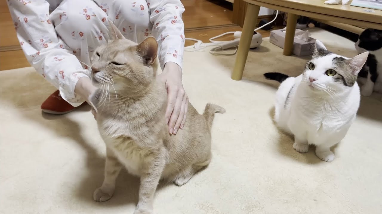 突然の妨害でガチギレする猫