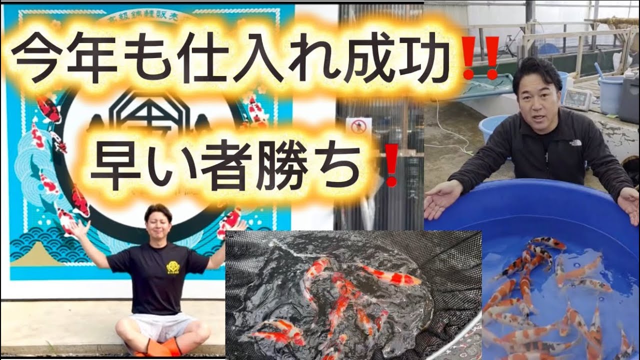 【金太郎錦鯉】　早く連絡した方が良いよ〜〜〜❗️