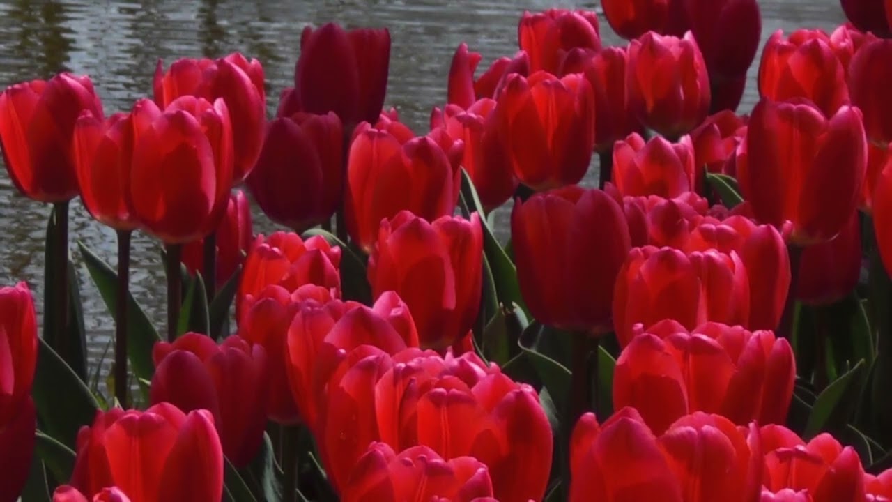 JAZZ PIANIST 秦野萌【春の海/宮城道雄】