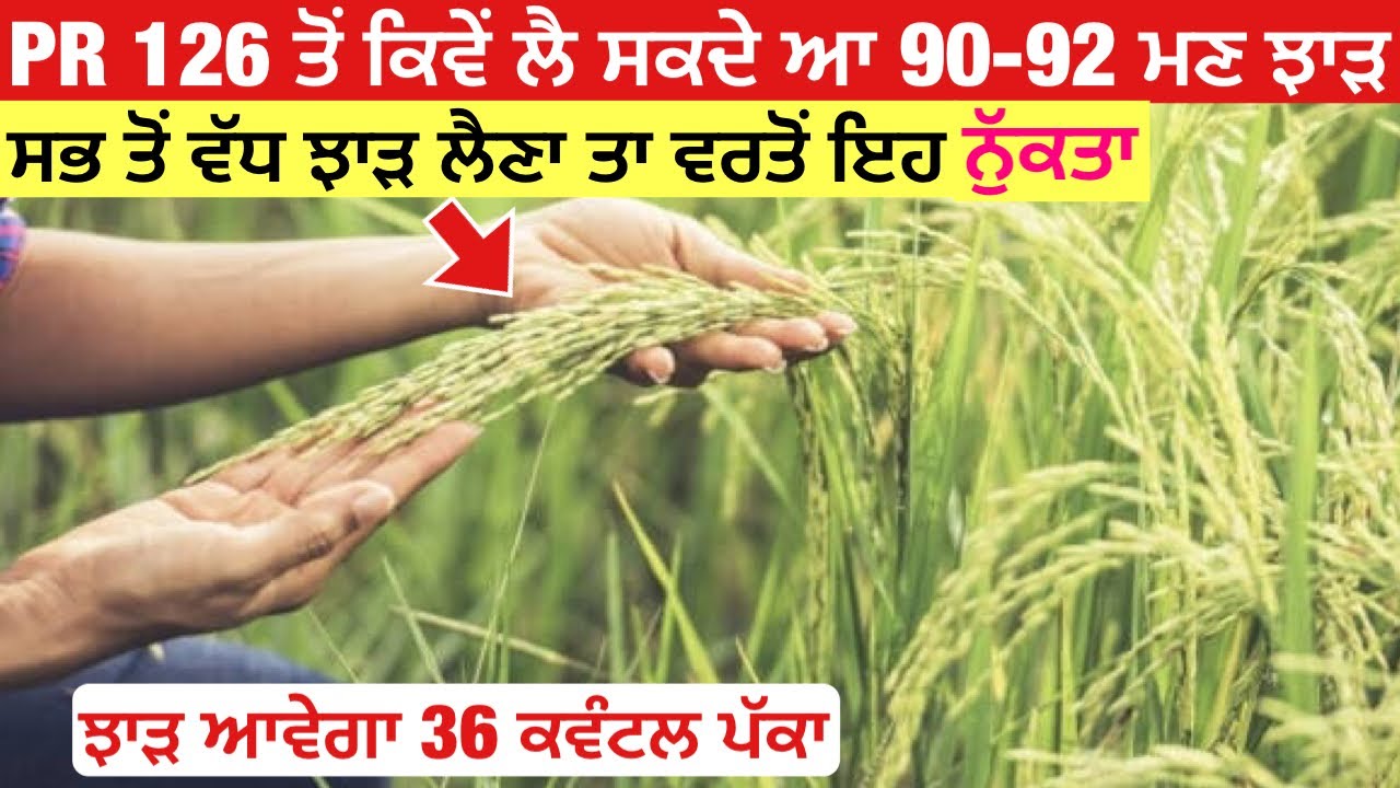 Pr 126 paddy how to get 36 quintal yield | PR 126 ਤੋਂ ਐਵੇ ਲਉ ਪੂਰਾ 36 ਕਵੰਟਲ ਝਾੜ