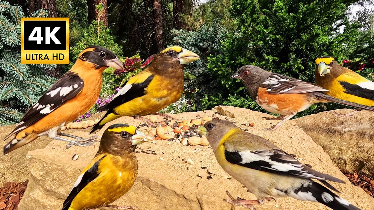 Pet TV - Nonstop Grosbeak Action - Cat TV