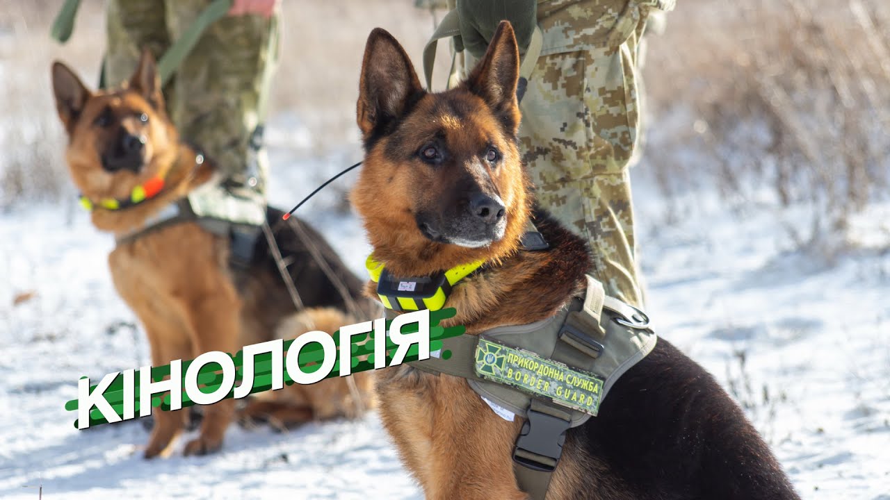 Кінологія — це не просто професія, це покликання!