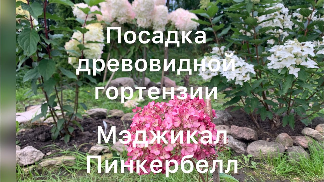 ПОСАДКА ДРЕВОВИДНОЙ ГОРТЕНЗИИ МЕДЖИКАЛ ПИНКЕРБЕЛЛ