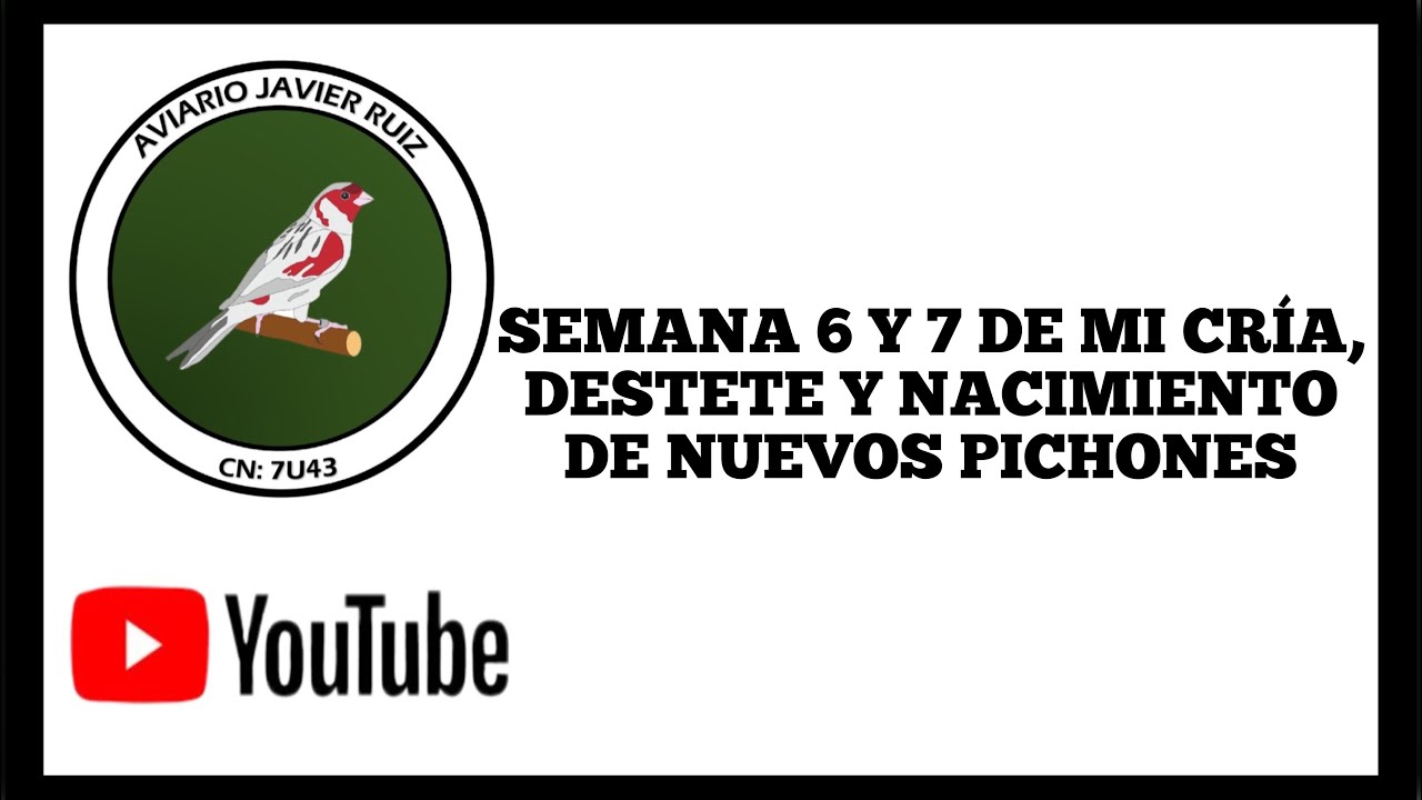 SEMANA 6 Y 7 DE MI CRÍA, DESTETE Y NUEVOS NACIMIENTOS