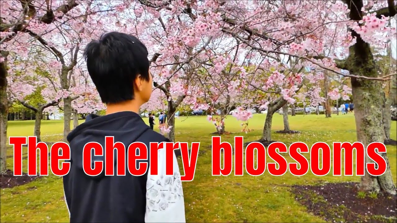 The 4 best places to see the cherry blossoms | Auckland in spring | New Zealand