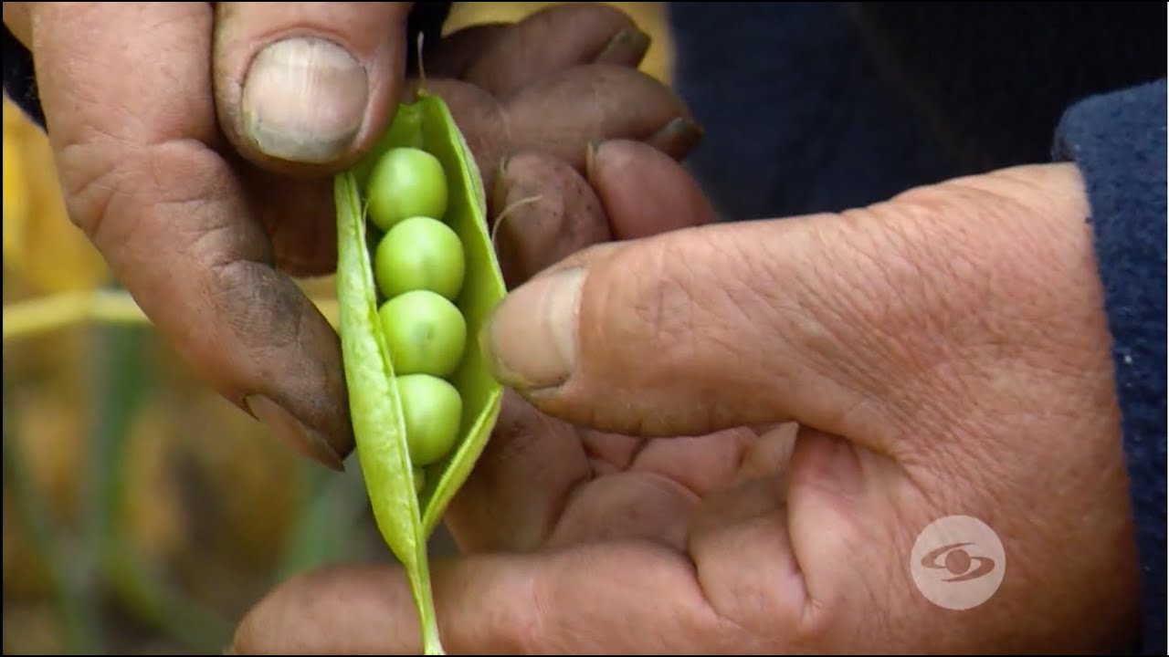 Parámetros para el establecimiento del cultivo de arveja