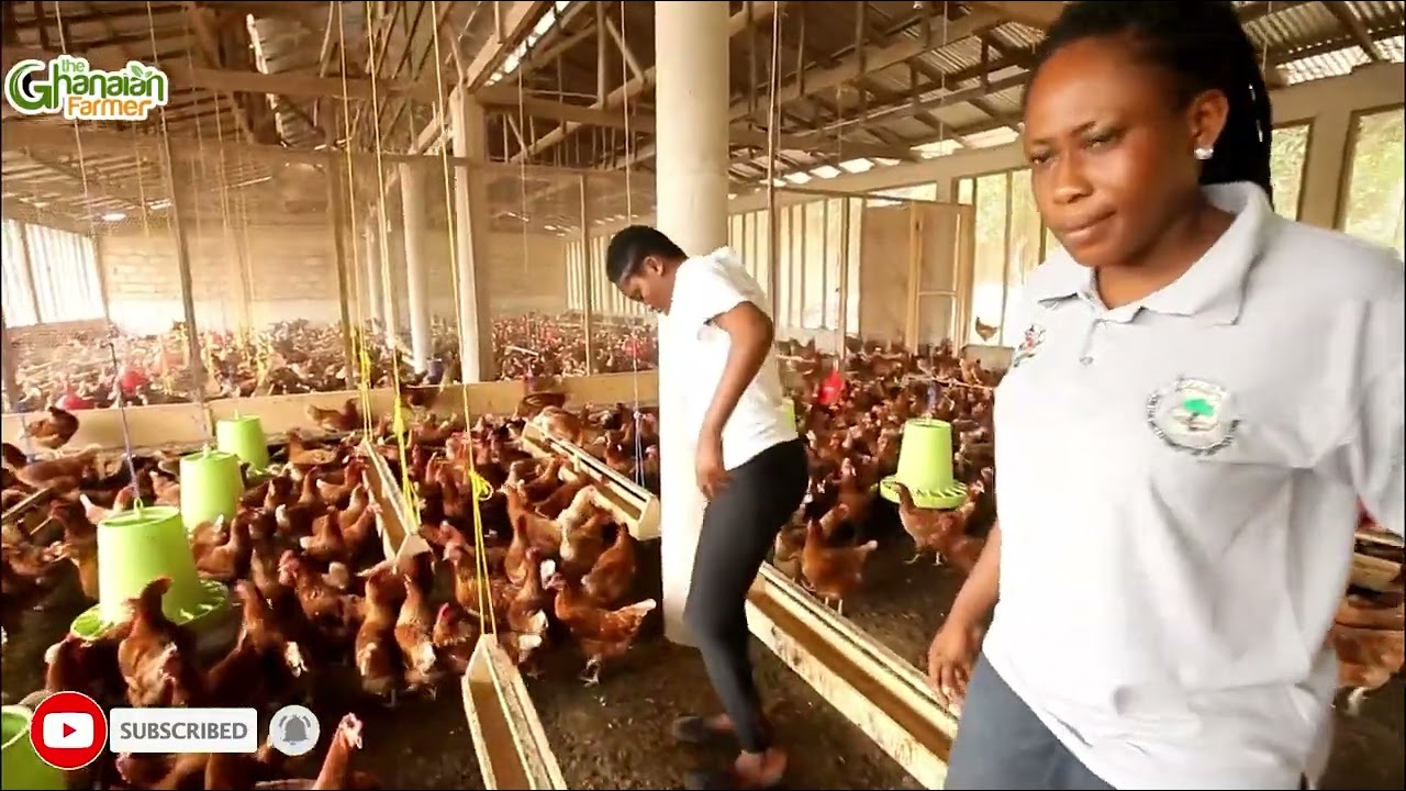 This Is Why You Will Lose Your MONEY If You Still Keep Old Poultry Birds || 2023 Detailed