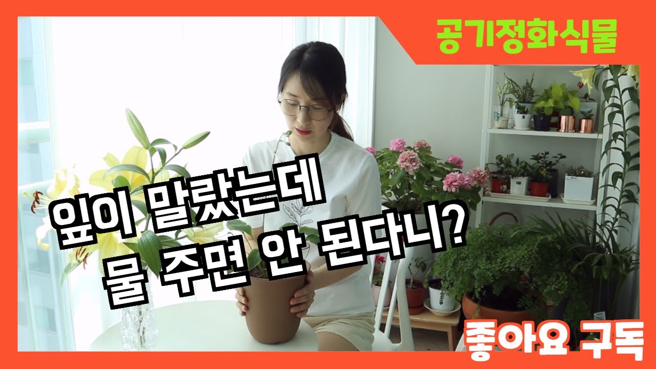 야레카야자 잎이 마르는 이유, 건조하면 식물이 잎 끝이 마르는 이유,