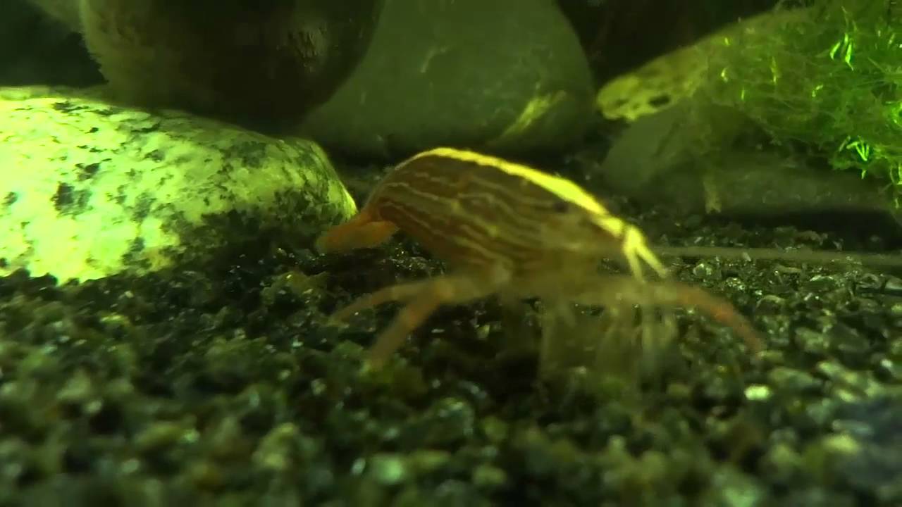 Ficha Gamba Filtradora Tailandesa