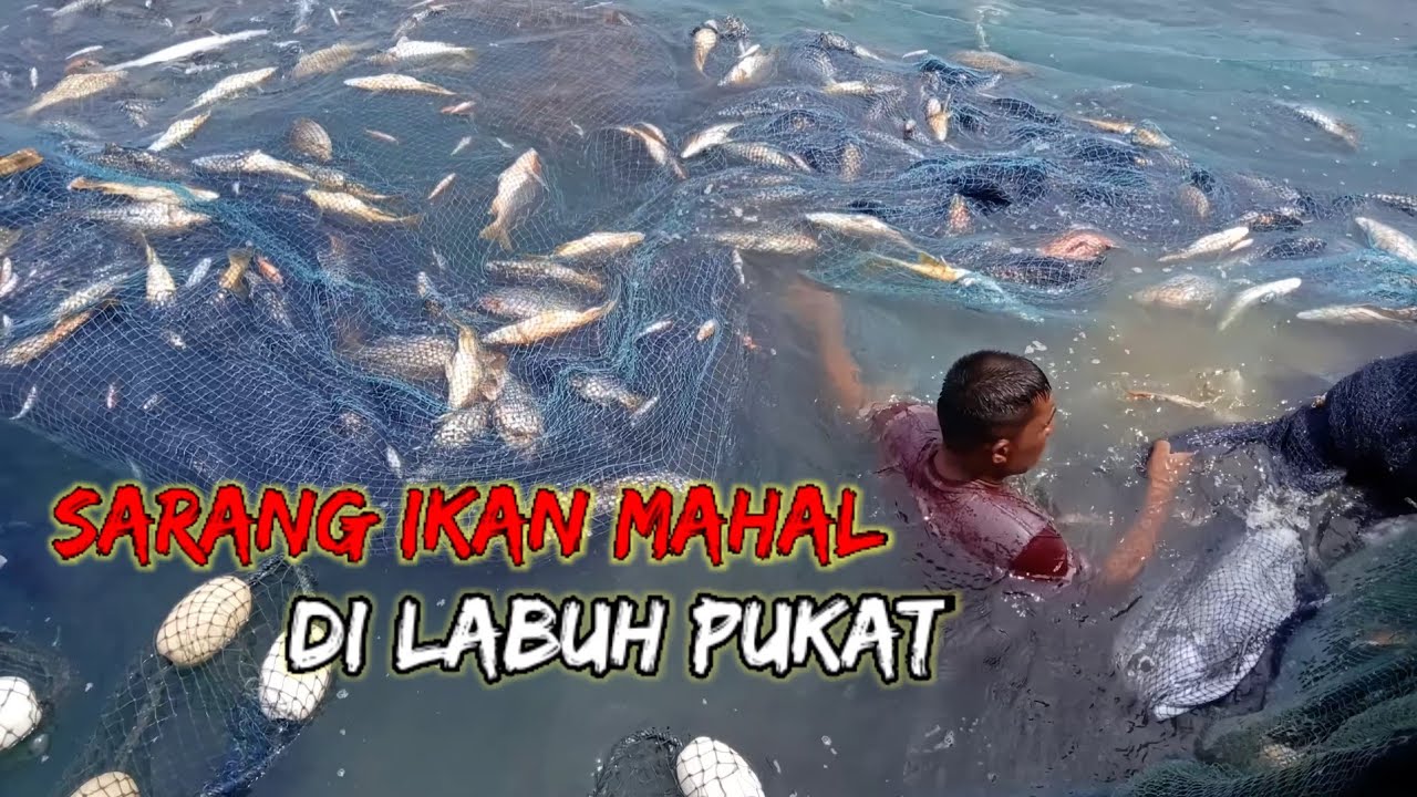 Sarang Ikan Mahal di Labuh Pukat Ini Hasilnya