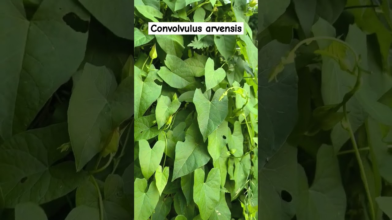 Convolvo: una pianta che abbraccia.