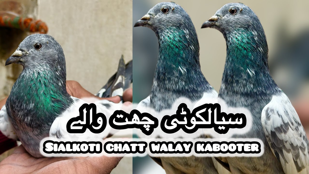 Sialkoti chatt walay asil kabooter + asil chaudhery walay teddy 💯% resulted jordon walay kabooter