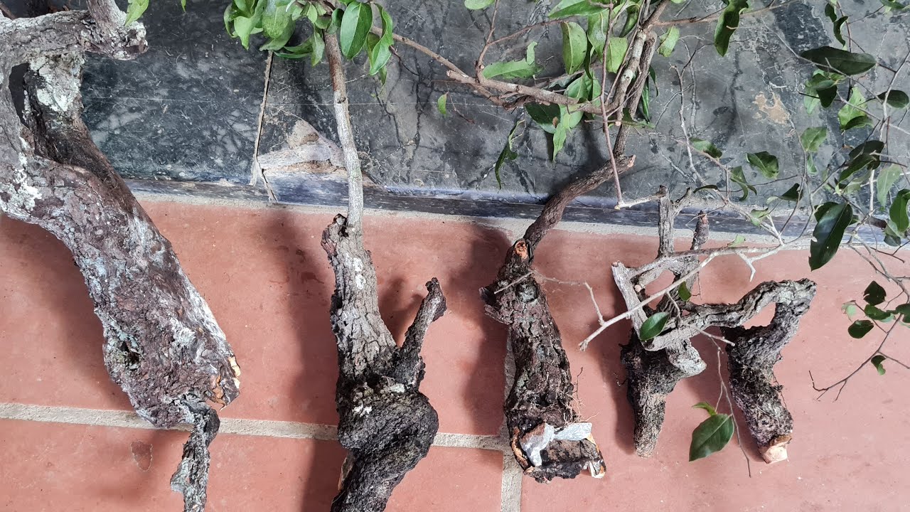 Muội Hồng Giá Dọn Vườn...0975.710.735