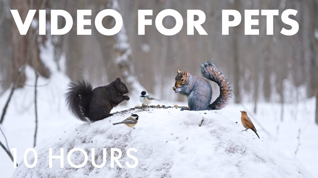 Cat TV for Pets to Watch 🐱 - 10 Hours of Beautiful Forest Animals in Falling Snow - Feb 05, 2026