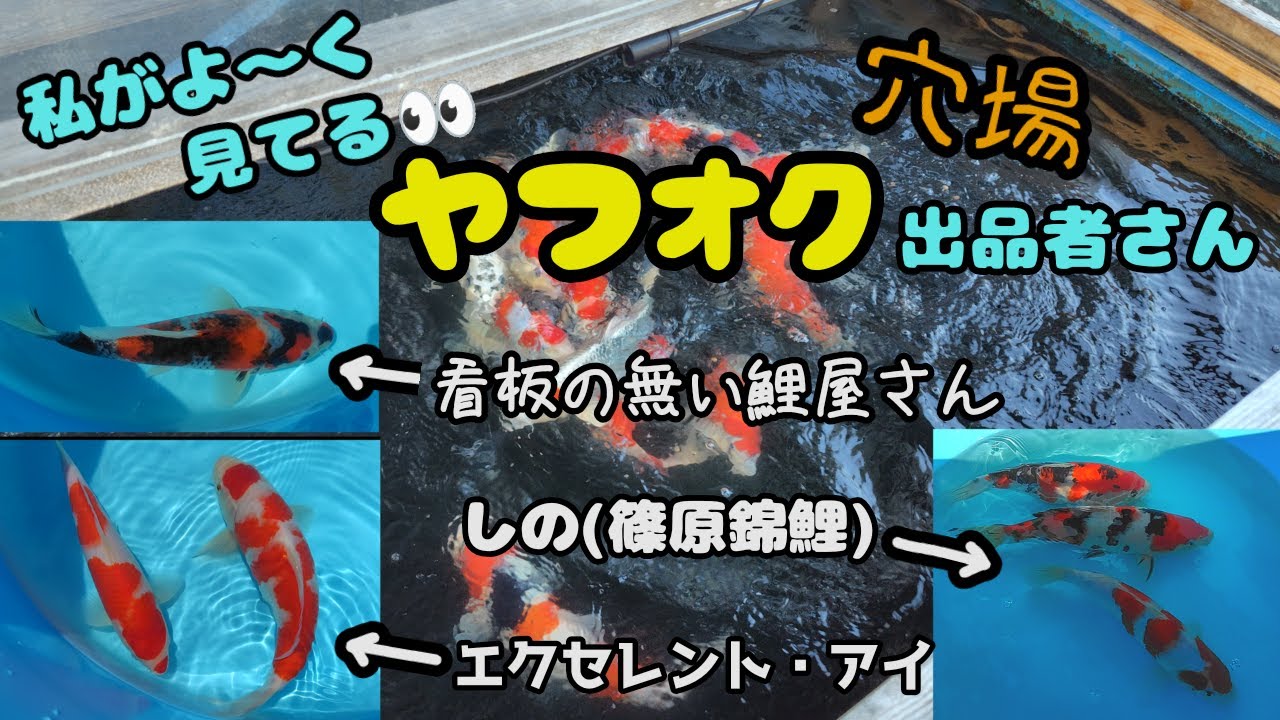 錦鯉飼育 2025.8下旬 ヤフオク錦鯉の穴場