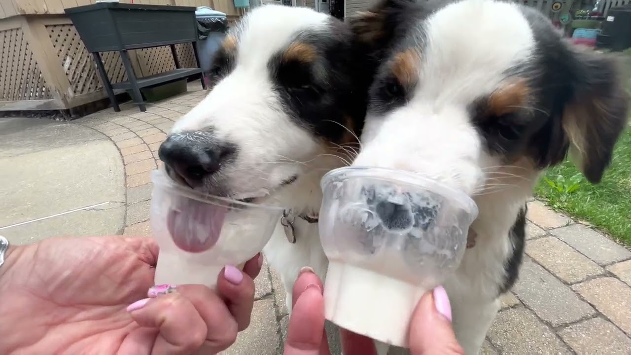 Summertime soft serve ice cream treats.