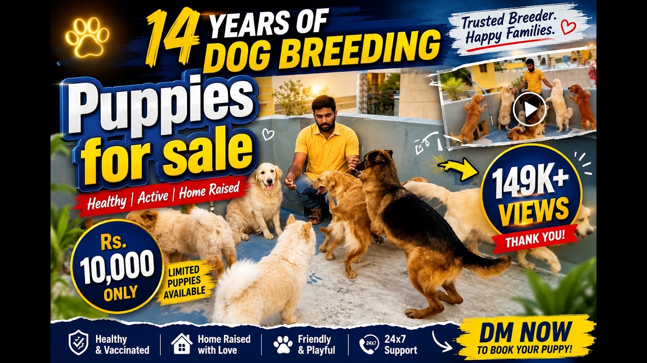 14 Years of Dog Breeding and Puppies for sale | Dreamer Paul Vlog | Tamil