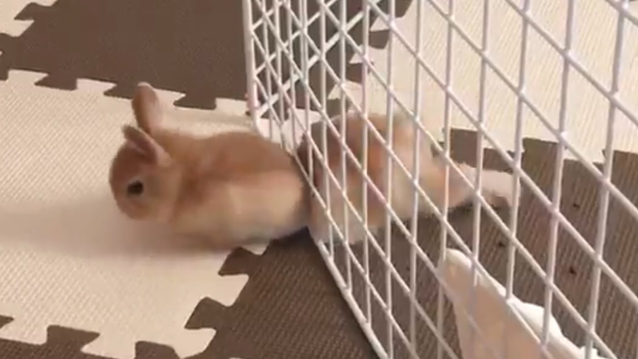 Funny Pet Escape Compilation - Try Not To Laugh