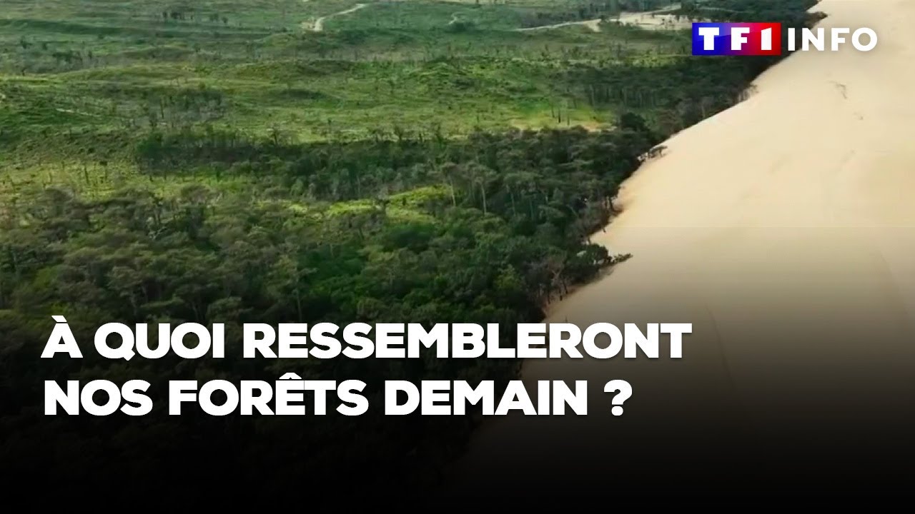 À quoi ressembleront nos forêts demain ?