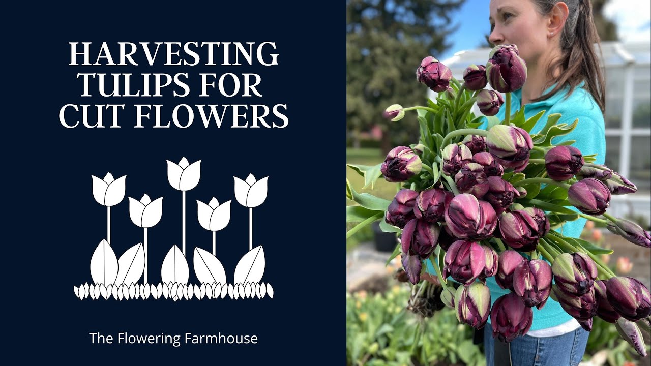 Harvesting Tulips With The Flowering Farmhouse