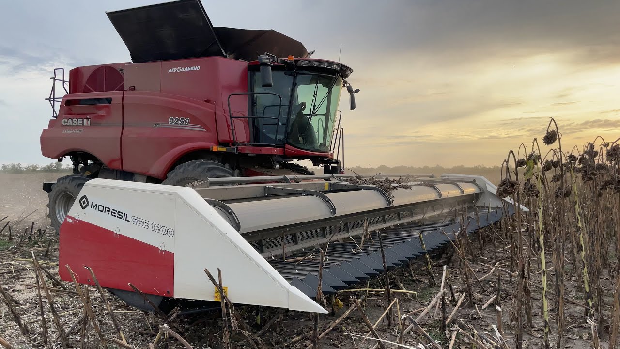 Уборка подсолнуха. Прямой эфир с поля. Комбайн CASE IH 9250