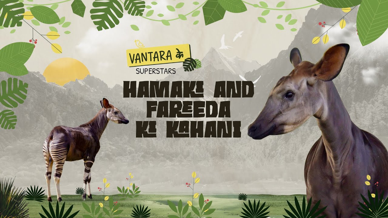 Hamaki and Fareeda the Okapis | Vantara ke Superstars