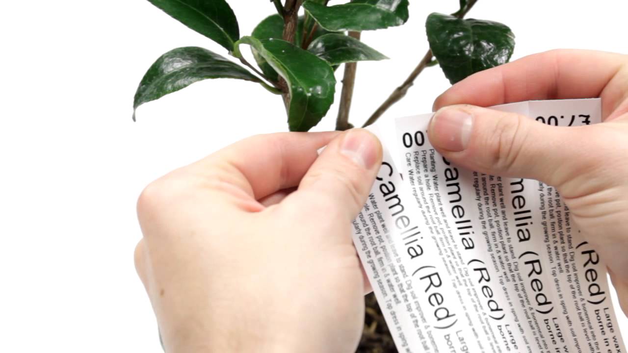 Printing Self-Tie Loop Lock Plant Tags