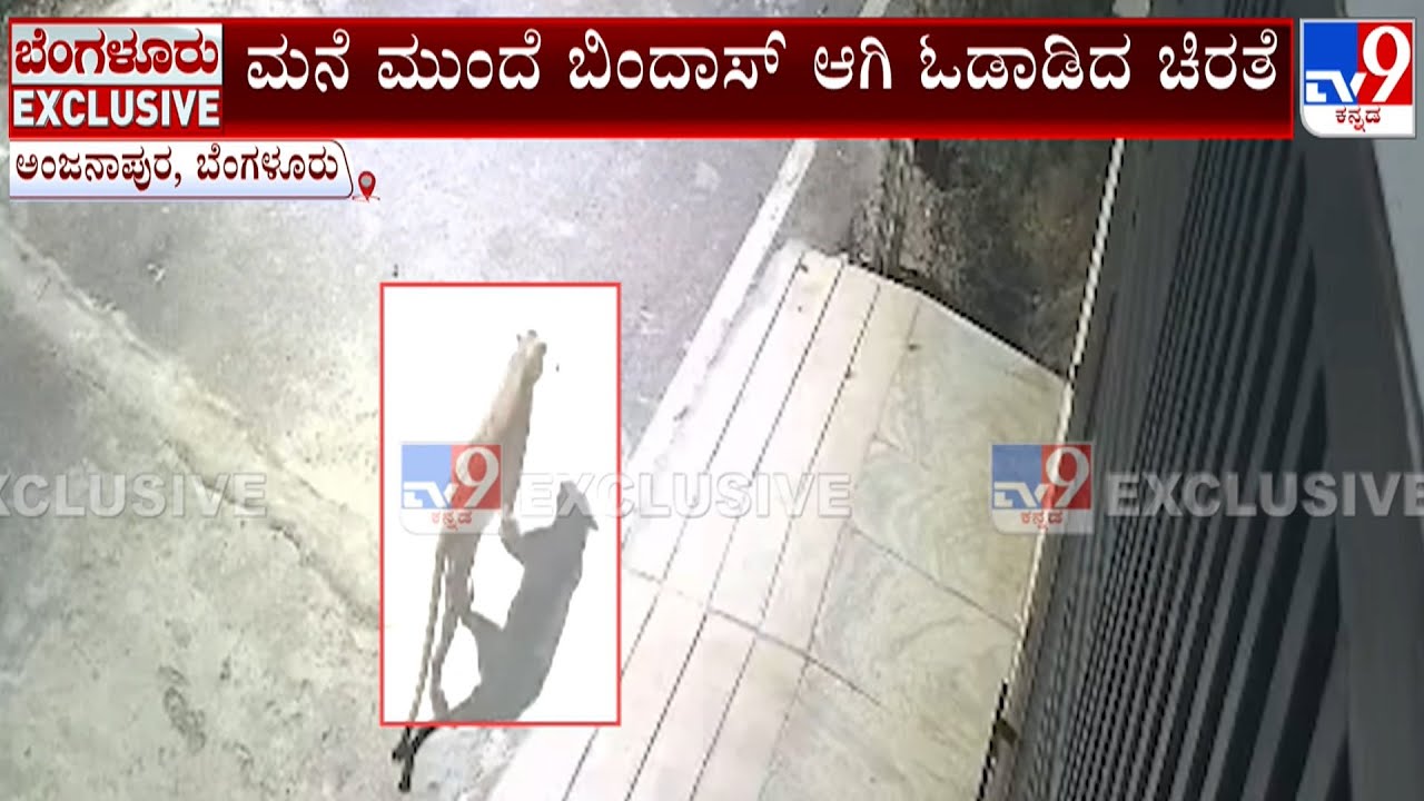 Leopard Spotted At Anjanapura 7th Block Road In Bengaluru, Panic Grips Residents