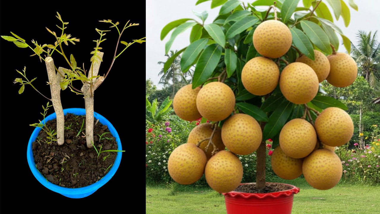 New Ideas Of Propagate Longans Tree From Cutting Faster With Aloe Vera, how to Grow Longans trees 
